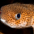 Gelbflecken-Igelfisch - Cyclichthys spilostylus - Spotbase burrfish