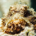 Bärtiger Drachenkopf - scorpaenopsis barbata - Bearded scorpionfish	