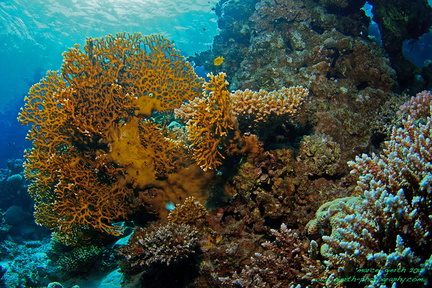 Feuerkoralle - Fire coral Ras Mamla