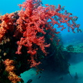 Soft coral at Pipeline - Weichkorallen an der Pipeline