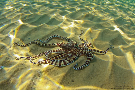Mimikry-Oktopus - Thaumoctopus mimicus