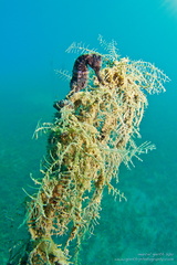 Hippocampus fuctus - geflecktes Seepferdchen - Spotted sea horse