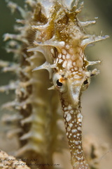 Hippocampus histrix - Dorniges Seepferdchen - Thorny Seahorse	