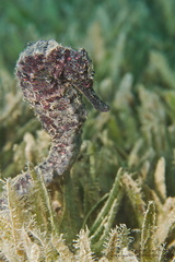 Hippocampus fuctus - geflecktes Seepferdchen - Spotted sea horse