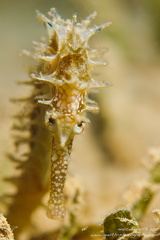 Hippocampus histrix - Dorniges Seepferdchen - Thorny Seahorse	