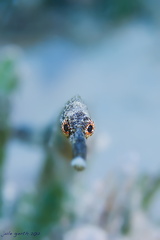 Schwanzlose Seenadel (Trachyrhamphus bicoarctatus) - Short-Tailed Pipefish	