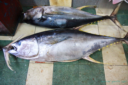 Gelbflossenthunfisch Fischmarkt Male