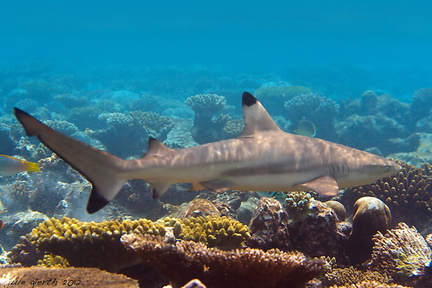  Schwarzspitzen-Riffhai (Carcharhinus melanopterus)