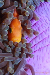 Amphiprion chagosensis - Chargos-Anemonenfisch - Chargos anemonefish