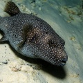 Arothron meleagris - Sternen-Kugelfisch - Starry pufferfish