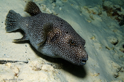 Arothron meleagris - Sternen-Kugelfisch - Starry pufferfish