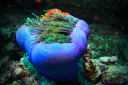 Amphiprio nigripes - Malediven Anemonenfisch - Maldives anemonefish