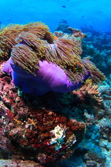 Amphiprio nigripes - Malediven Anemonenfisch - Maldives anemonefish