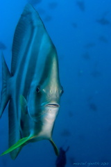 Platax teira - Langflossen-Fledermausfisch - Longfin Batfish