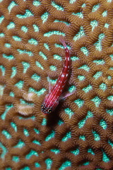 Zwerggrundel - Goby - Gobiidae
