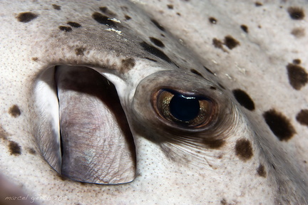Auge eines Rochen - Eye of a ray (Taeniura meyeni - Schwarzpunktrochen - Blotched fantail ray)