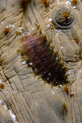 Sehr kleiner Plattwurm auf einer Seegurke