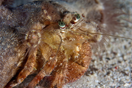 Dardanus tinctor - Anemoneneinsiedler mit Schmarotzeranemone - Calliactis polypus  Hermit crab - Dardanus tinctor - with anemone Calliactis polypus