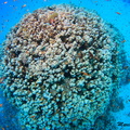 Big bloc of corals at Shagra South Housreef, close to the entry - Großer Korallenblock im Südhausriff, Marsa Shagra. Nähe Einstieg