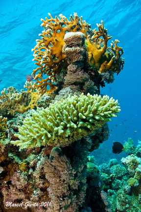 Corals Marsa Shagra house reef - Korallen im Marsa Shagra Hausriff