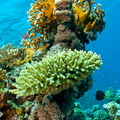 Corals Marsa Shagra house reef - Korallen im Marsa Shagra Hausriff