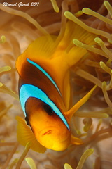 Rotmeer Anemonenfisch - Amphipricon bicinctus - red sea anemonefish or two banded anemonefish  Marsa Nakari