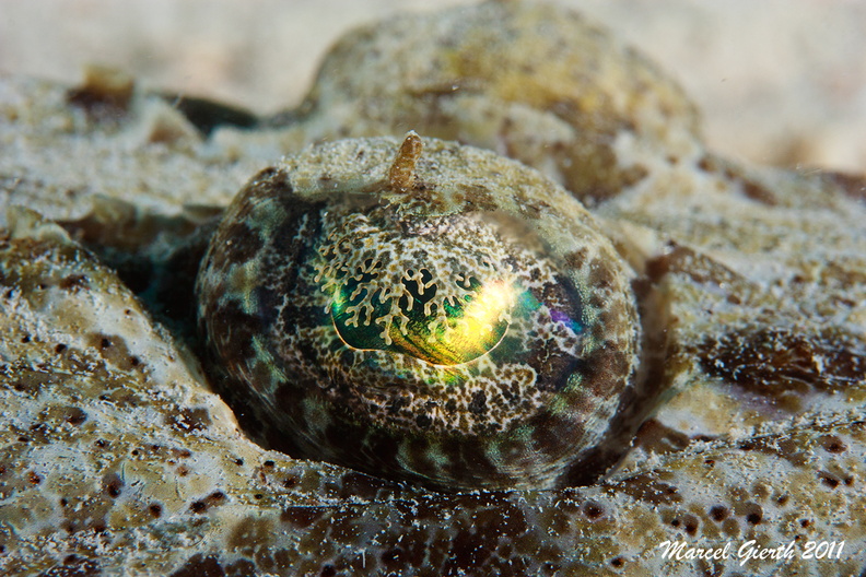 Teppich Krokodilfisch Papilloculiceps Longiceps Tentacled