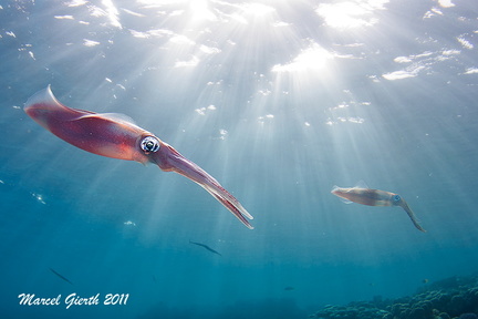Großflossen Riffkalmar - Sepioteuthis lessoniana - Bigfin Reef squid