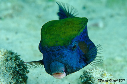 Arabischer Kofferfisch - Ostracion cyanurus - Bluetail trunkfish