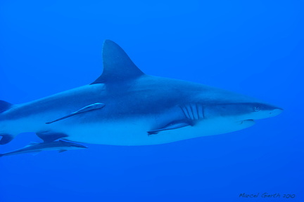 Grauer Riffhai (Carcharhinus amblyrhynchos) 