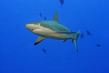 Grauer Riffhai (Carcharhinus amblyrhynchos) 