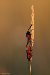 Sechsfleck-Widderchen (Zygaena filipendulae)