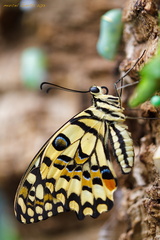 Karierter Schwalbenschwanz - Papilio demoleus - Chequered Swallowtail 