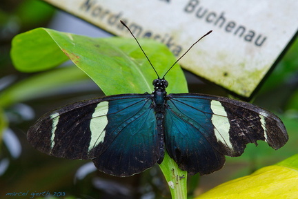 Helicionus sara - Sara Longwing Butterfly - Sara-Passionsfalter 