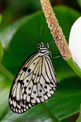 Idea leuconoe - Weiße Baumnymphe - Large Tree Nymph butterfly