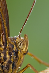 Bananenfalter - Caligo eurilochus - Owl Butterfly 