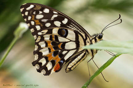 Karierter Schwalbenschwanz - Papilio demoleus - Chequered Swallowtail
