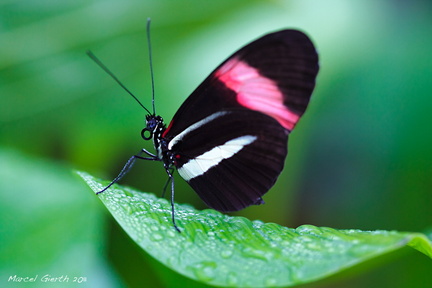 Heliconius melpomene - Postbote - Postman Butterfly