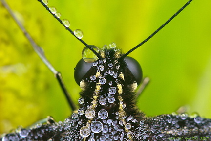 Königspage / Königsschwalbenschwanz -papilio thoas - The King Swallowtail / Thoas Swallowtail - Botanischer Garten München