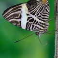 Colobura dirce - Zebra mosaic