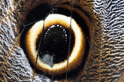 Eier Bananenfalter - Caligo eurilochus - Owl Butterfly
