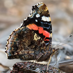 Schmetterlinge - Lepidoptera
