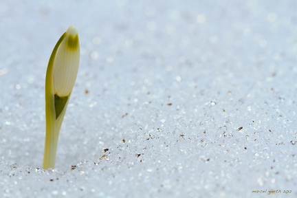 Frühlings-Knotenblume - Märzenbecher - (Leucojum vernum)