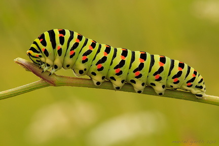Raupe-Schwalbenschwanz-(Papilio-machaon) 