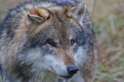Wolf, Canis lupus