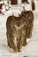 Luchs - Lynx