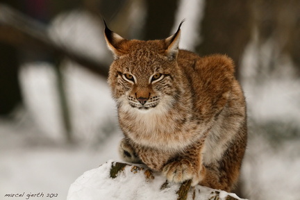 Luchs - Lynx
