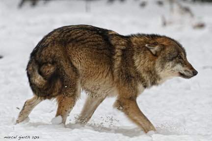 Wolf, Canus lupus