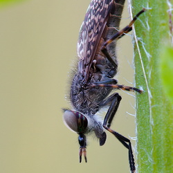 Zweiflügler - Diptera