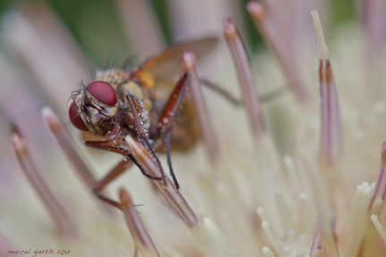 unbekannte Fliege - unknown fly